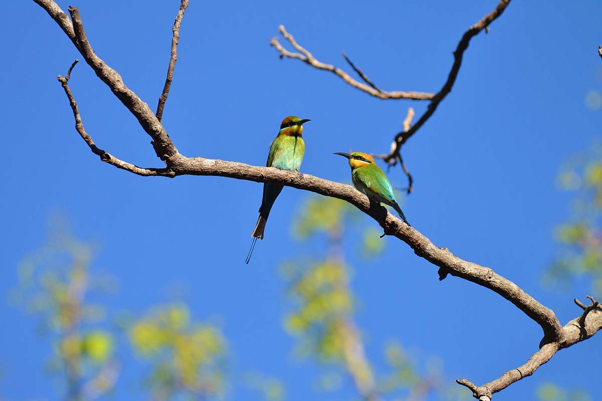 bee eater two birds perched on branch bird